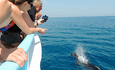 Avistamiento de delfines en Málaga